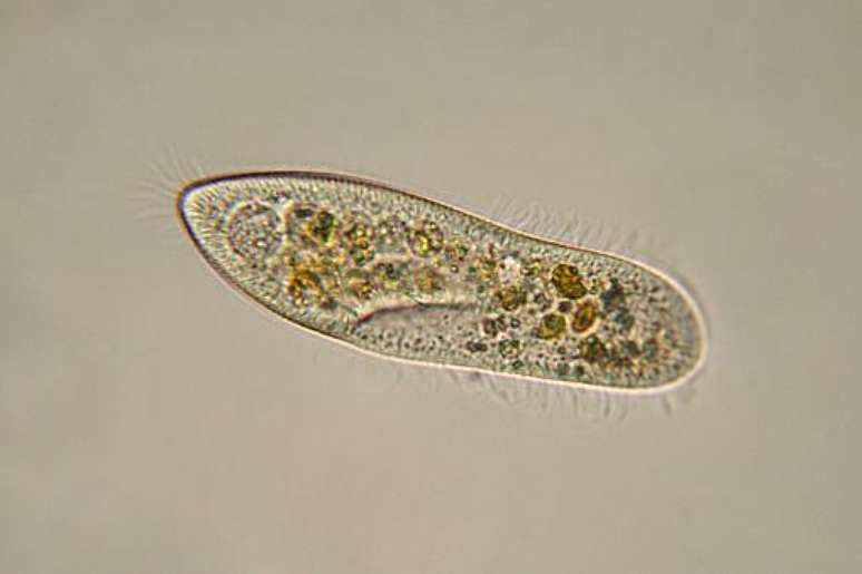 Ciliado Paramecium