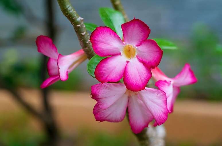 Linda E Resiliente Como Cultivar A Rosa Do Deserto 5768