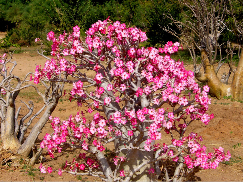 Linda E Resiliente Como Cultivar A Rosa Do Deserto 7584