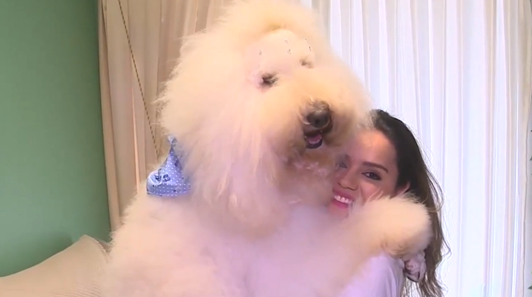 Bredy, um Poodle gigante com quase 30 kg, e sua tutora, Gisele