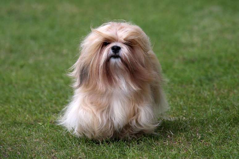 Apesar de seu pequeno porte, o lhasa apso é corajoso e protetor