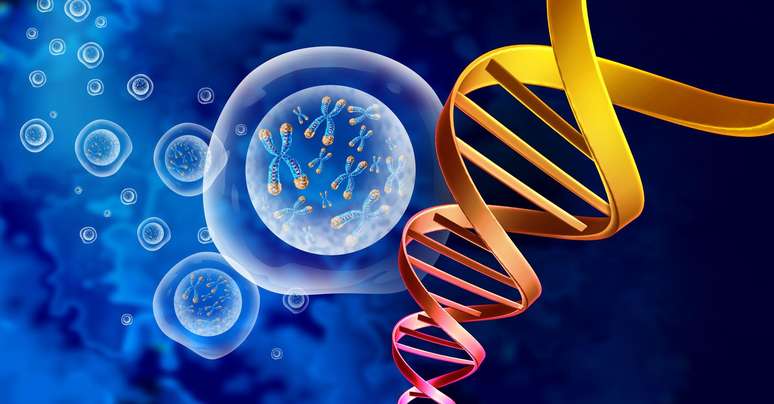 Os “genes saltadores” podem ser extirpados de uma parte do DNA e inseridos em outro lugar, causando uma alteração geralmente prejudicial