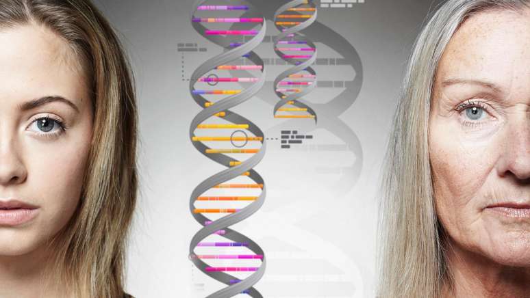 Pesquisadores de universidade na Hungria conseguiram estabelecer a ligação entre “genes saltadores” e envelhecimento