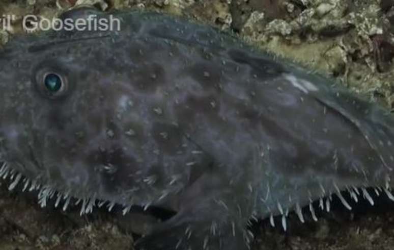 Pesquisadores registram 'dem&ocirc;nio do mar' caminhando no fundo do oceano