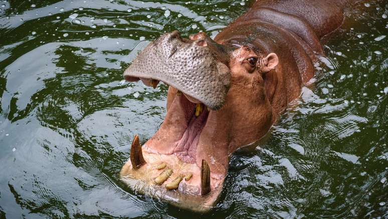 Colombian hippos can be neutered, exported and euthanized