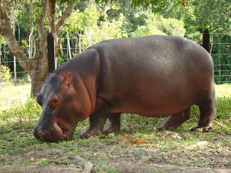 Vanessa is the female hippopotamus Vanessa is the female hippopotamus