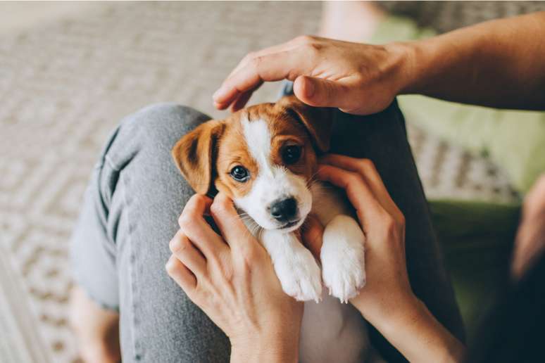 Alguns hábitos do dia a dia podem ajudar a deixar o cachorro mais feliz