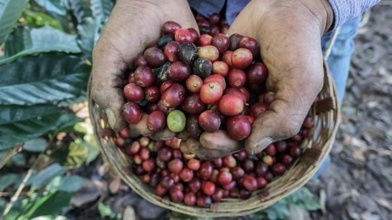 A cafeína é retirada dos grãos ainda verdes e não torrados de café.