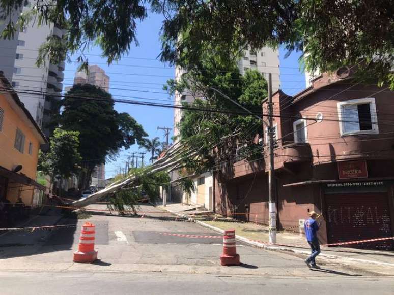 Temporal da sexta-feira deixou dezenas de árvores derrubadas na cidade de São Paulo