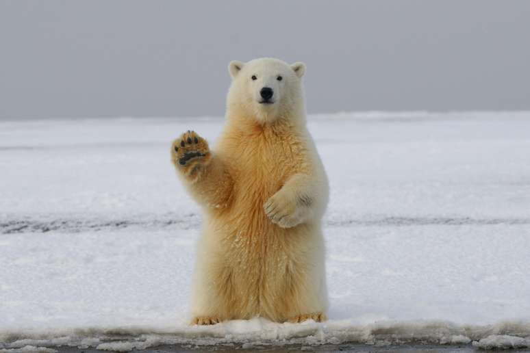 Imagem mostra urso polar, em pé, com a pata levantada, parecendo que estão acenando para o fotógrafo. 
