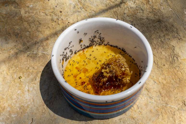 Médica comenta se faz mal ingerir mel com formigas