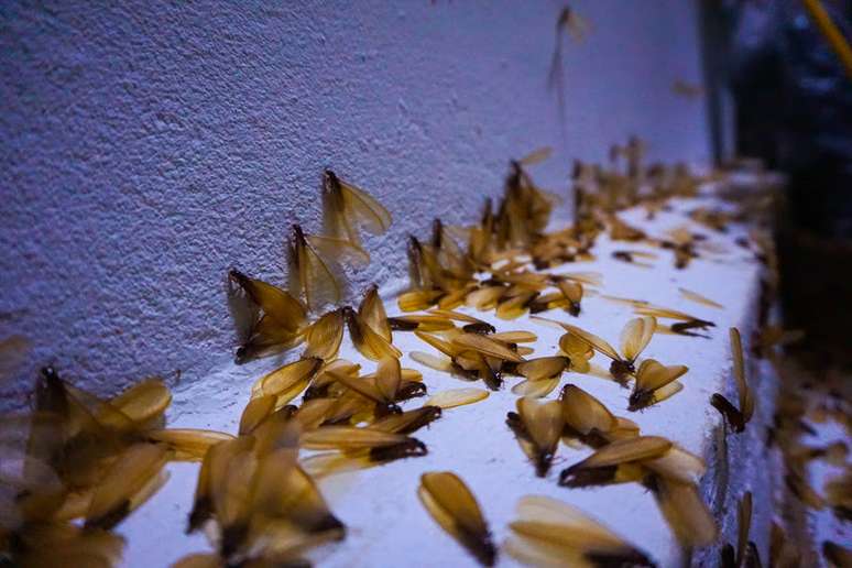 Termites: find out how to prevent and identify infestations in the home