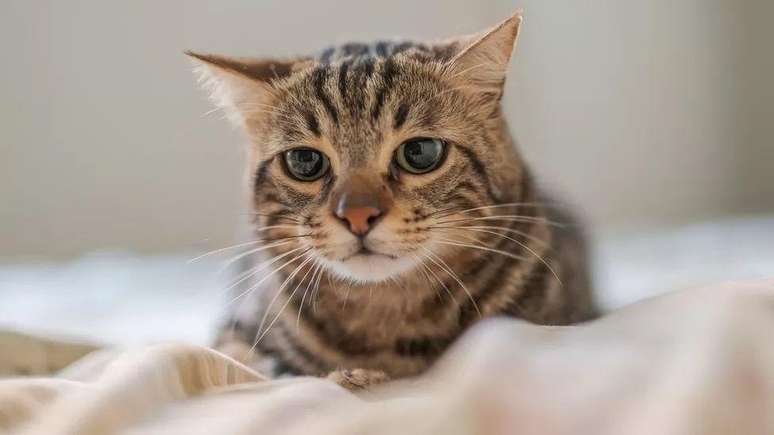 Foram registradas 276 express&otilde;es faciais diferentes nos gatos filmados