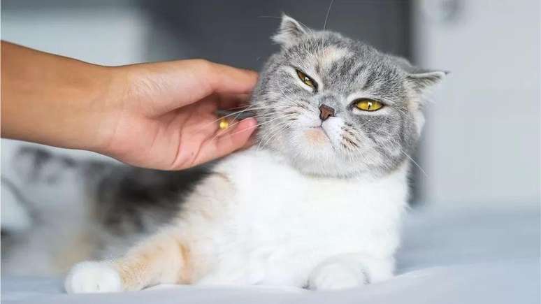 Pesquisadores esperam que o estudo possa ajudar donos de animais de estima&ccedil;&atilde;o e os abrigos a cuidar e entender melhor