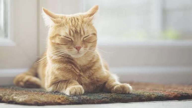 Cientista Lauren Scott visitou um caf&eacute; beneficente para gatos na Calif&oacute;rnia e filmou cerca de 194 minutos de express&otilde;es faciais