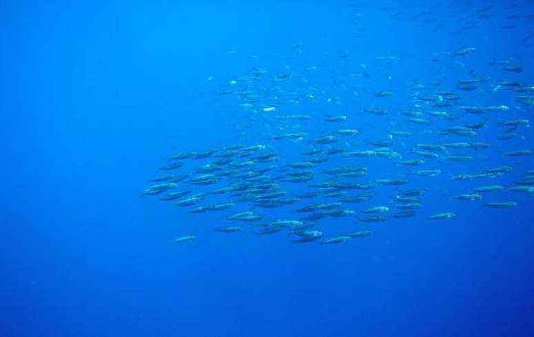 Os atuns podem nadar grandes dist&acirc;ncias. (Fonte: Getty Images/Reprodu&ccedil;&atilde;o)