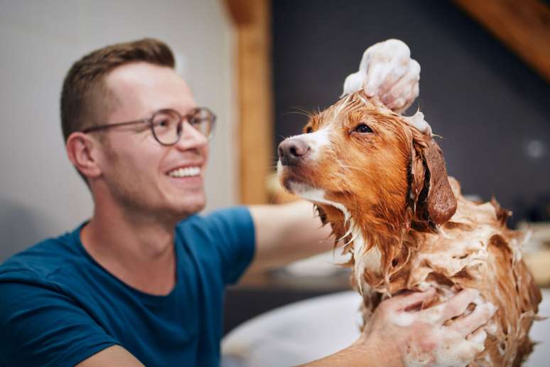 Dar banho regularmente nos cães reduz o risco de infecções 