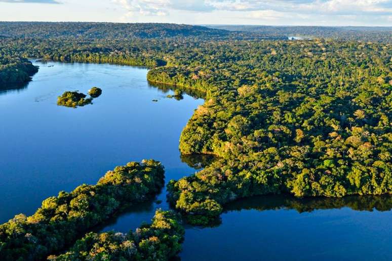 Desmate na Amazônia cai 22% em um ano, mas onda de queimadas ameaça floresta