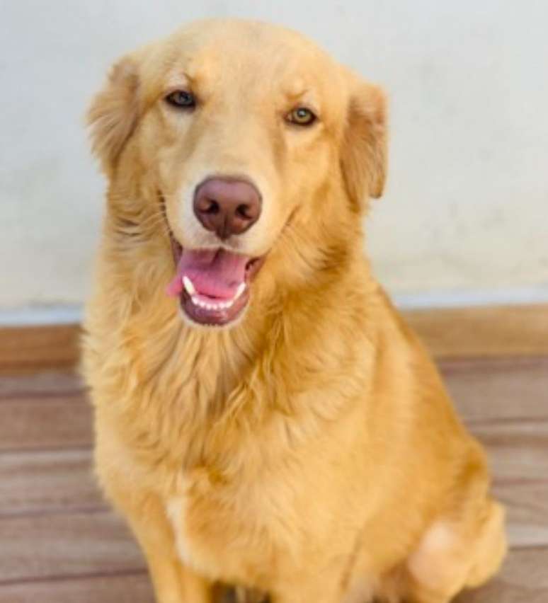 Macaco conhecido como Chico 'sequestra' filhotes de cães e gatos