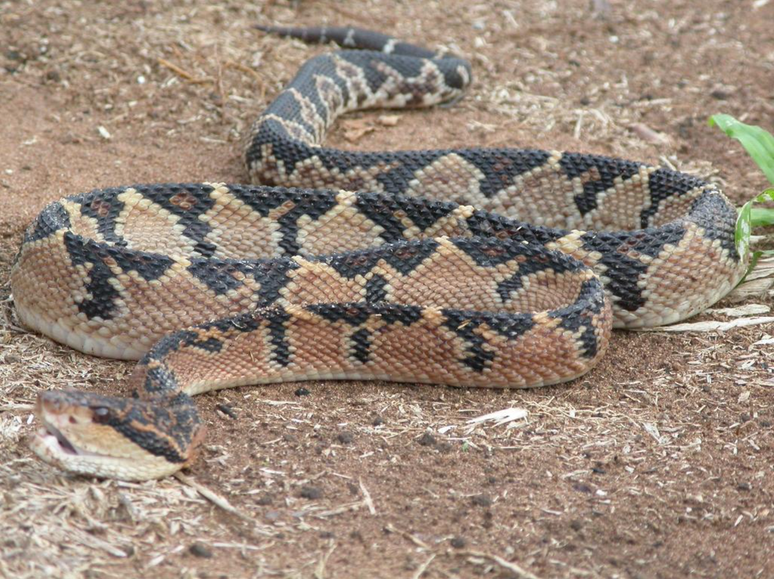 A recomendação, ao avistar uma surucucu-pico-de-jaca, é ficar de dois a três metros de distância da serpente, e em caso de picada, buscar o soro antiofídico o mais rápido possível (Imagem: Sistema Global de Informação sobre Biodiversidade/SBBr)