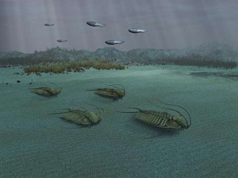 Trilobitas nossos mares h&aacute; milh&otilde;es de anos. (Fonte: GettyImagens / Reprodu&ccedil;&atilde;o)