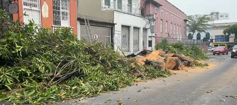 Queda de árvore no Centro de Manaus