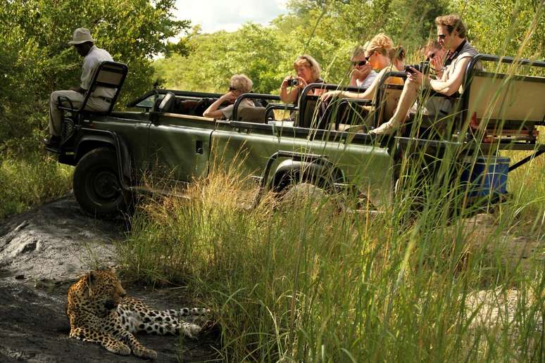 Leopardo durante saf&aacute;ri diurno na Sabi Sand Game Reserve, na &Aacute;frica do Sul 