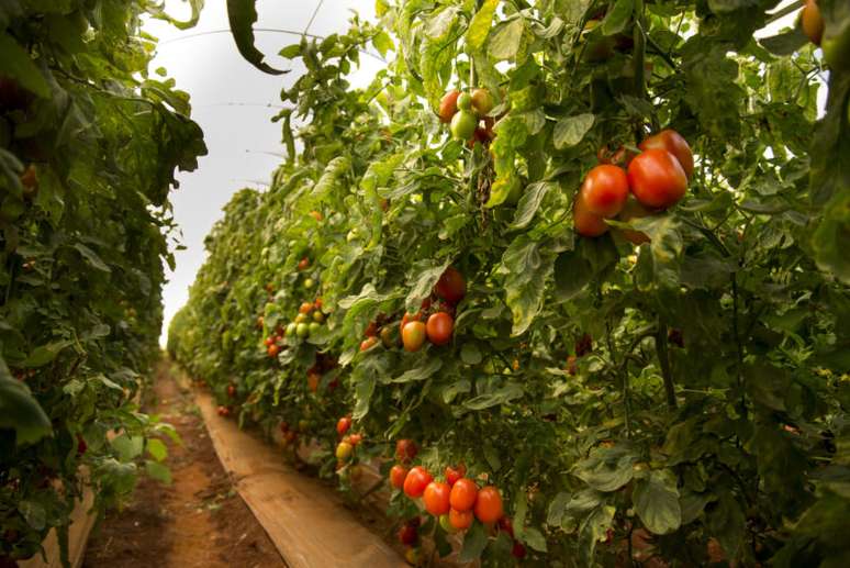 A ação ocorreu em uma fazenda produtora de tomates no município de Aratiba, entre os dias 31 de outubro e 8 de novembro