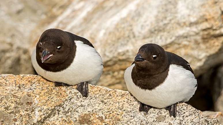 Auks são a base do Kiviak. (Fonte: Wikimedia Commons/Reprodução)