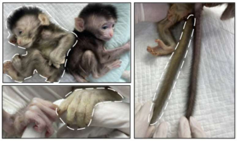 Imagens mostrando os sinais de fluorescência verde em diferentes partes do corpo do macaco quimérico nascido vivo (#10) com 3 dias.
