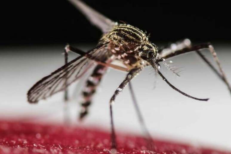 Aedes aegypti, que transmite dengue, zika e chikungunya