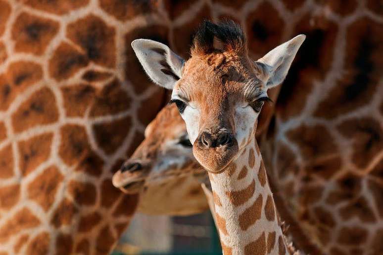 As girafas precisam de grandes áreas de savana com abundantes arbustos e árvores nativas para se alimentarem