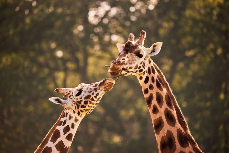 Girafas são os mamíferos mais altos do mundo