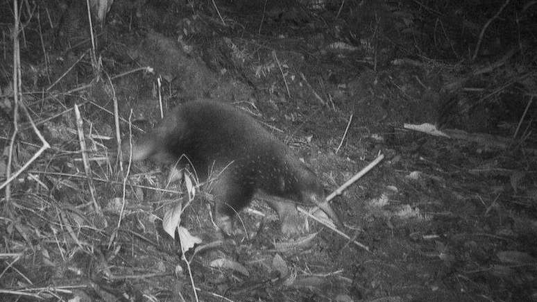 A equidna de bico longo de Attenborough foi filmada por 'armadilhas fotográficas' na Indonésia