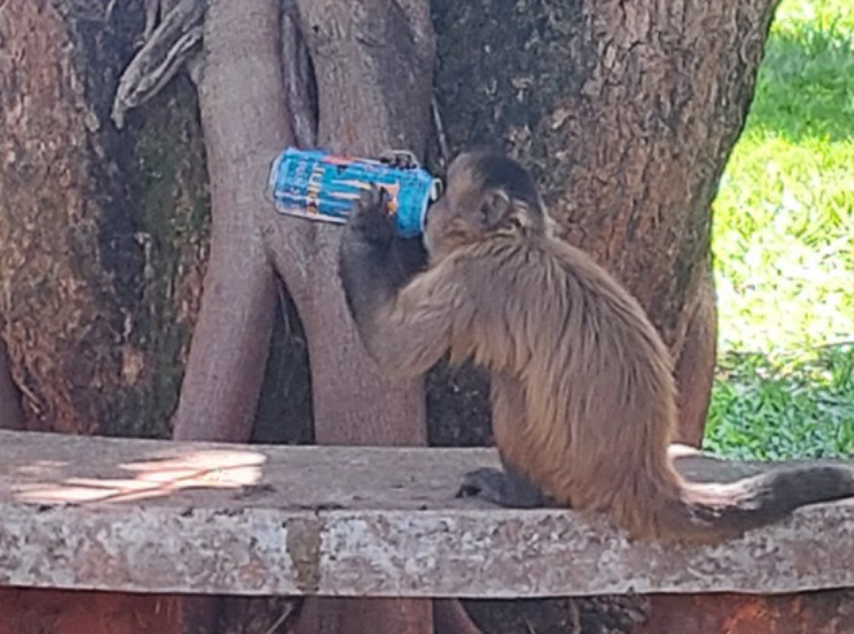 Macaco é flagrado 'bebendo' energético em universidade de Goiânia e foto viraliza  