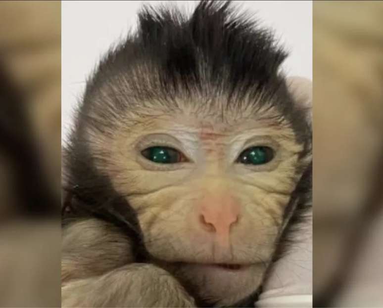 O macaco, que viveu 10 dias antes de ser sacrificado, foi produzido pela combinação de células-tronco de um macaco cynomolgus