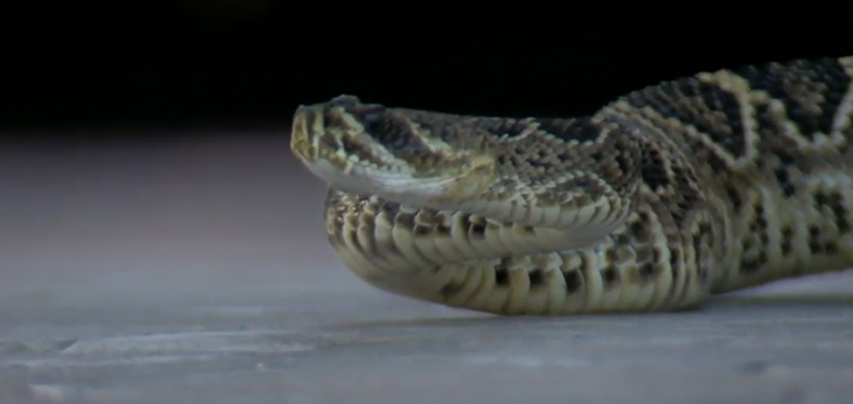 Menino de 9 anos confunde cascavel com bicho de pel&uacute;cia nos EUA
