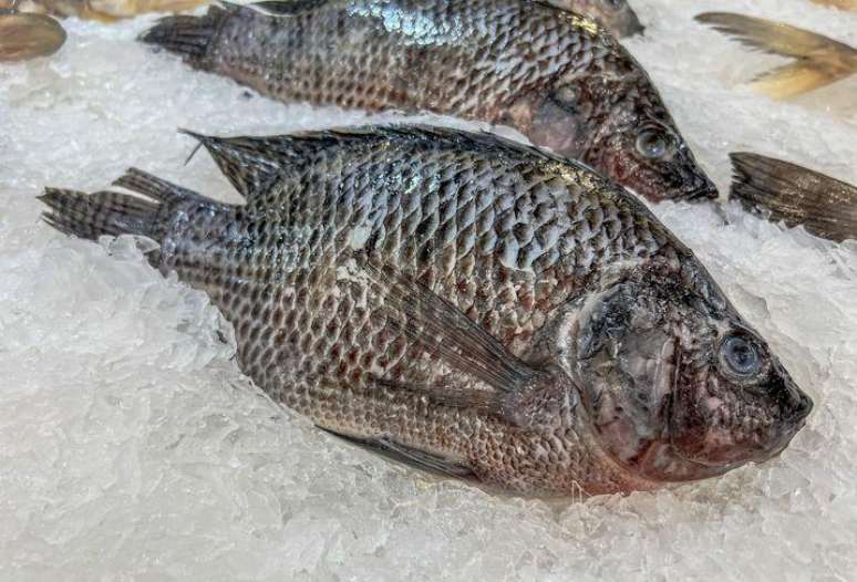 A tilápia é um dos peixes mais produzidos no mundo; no Brasil, 99% da pele era jogada no lixo