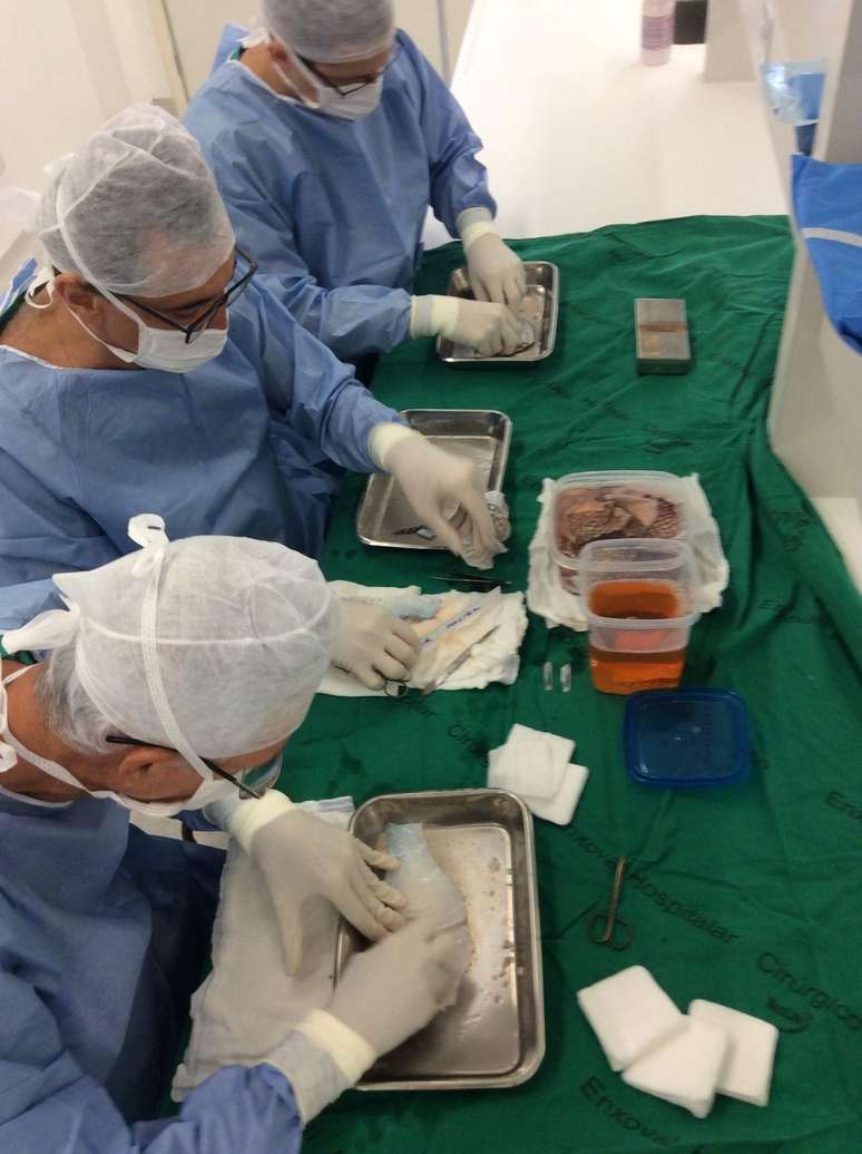 Pele de tilápia sendo preparada em laboratório