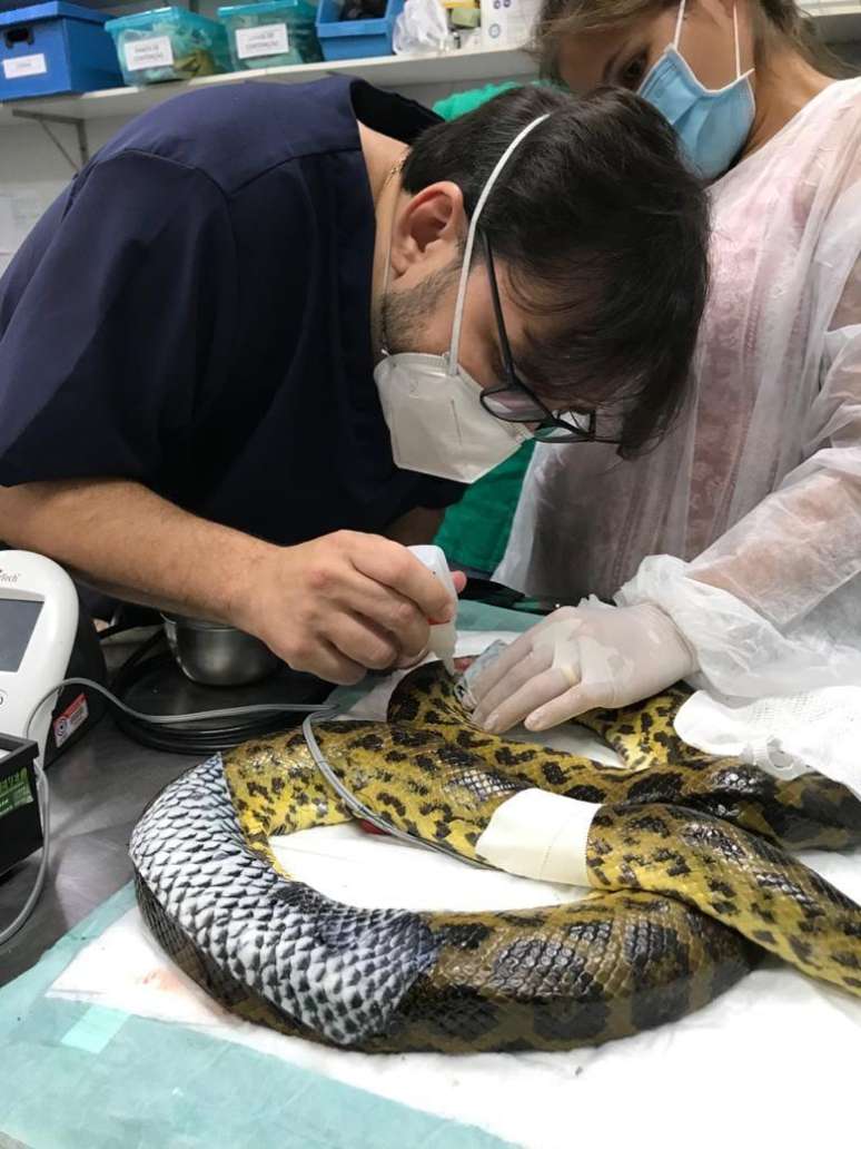 Cobra recebendo um curativo de pele de tilápia
