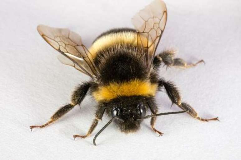 Em abelhas, os zangões são sempre gerados a partir de embriões não fecundados. (fonte: GettyImages)