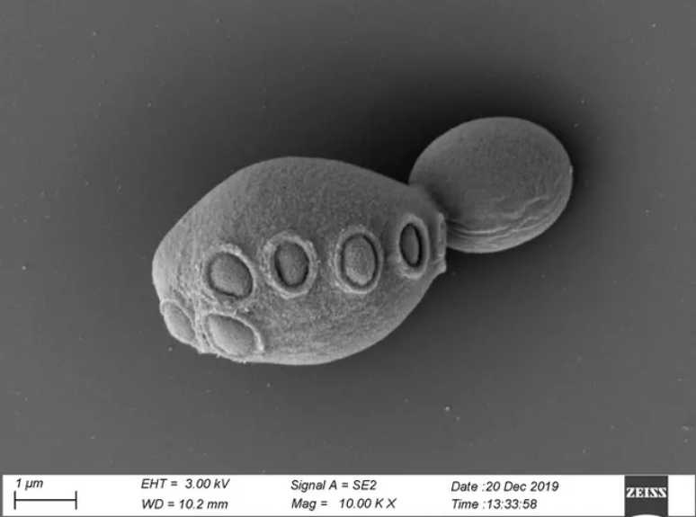 Pela primeira vez, cientistas criam levedura com DNA sintético (Imagem: Cell/Zhao et al./CC BY-SA)