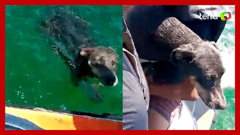 Cachorra que se afogava nas águas do Rio São Francisco é resgatada por pai e filho