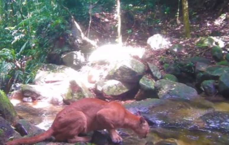Onça-parda é flagrada bebendo água em Cachoeiras de Macacu, no RJ