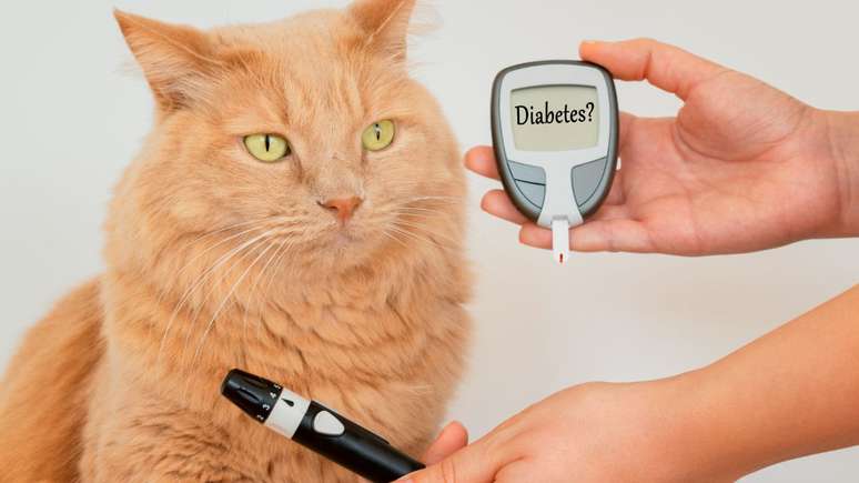 Pets também podem ter diabetes - Shutterstock