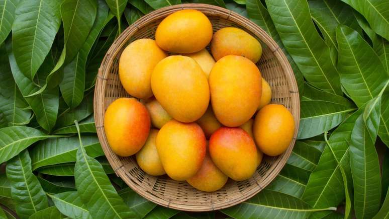 Mango: discover the main benefits of the fruit
