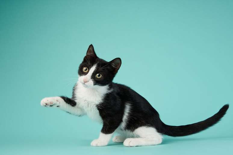 Característica dos gatos ajuda a escolher um nome criativo para os felinos