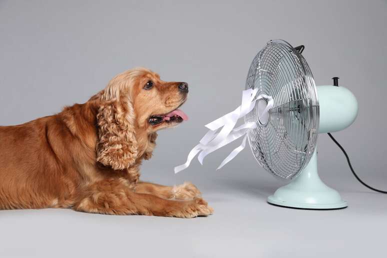Redobrar os cuidados durante o calor ajuda a manter a saúde dos animais de estimação