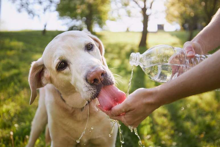 É fundamental oferecer água em abundância aos animais de estimação durante os dias de calor 
