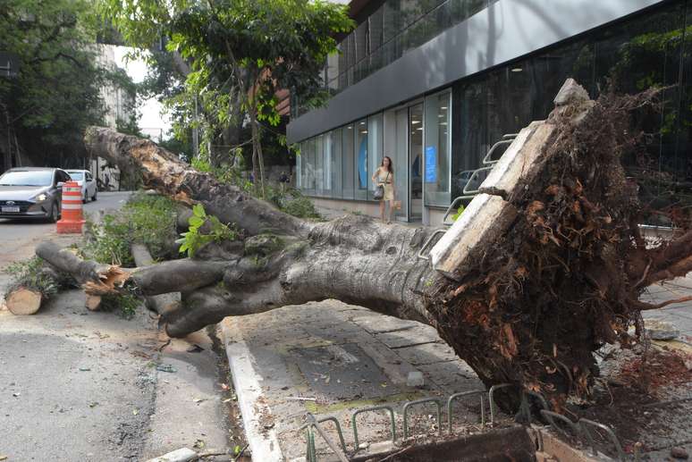 Queda de árvore na Rua São Carlos do Pinhal, na Bela Vista, na região central de São Paulo, nesta manhã de quinta-feira, 16